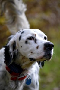 Cambridge springs, United states, Bird dog