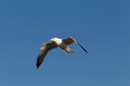 Bird flight nature seagulls