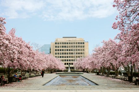 body of water between cherry blossoms