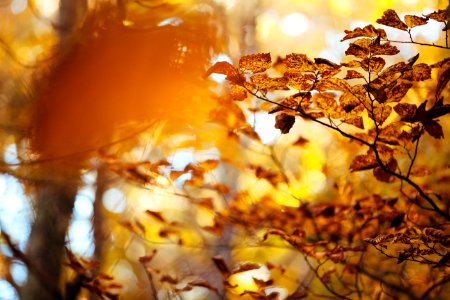 brown leafy tree at daytime photo