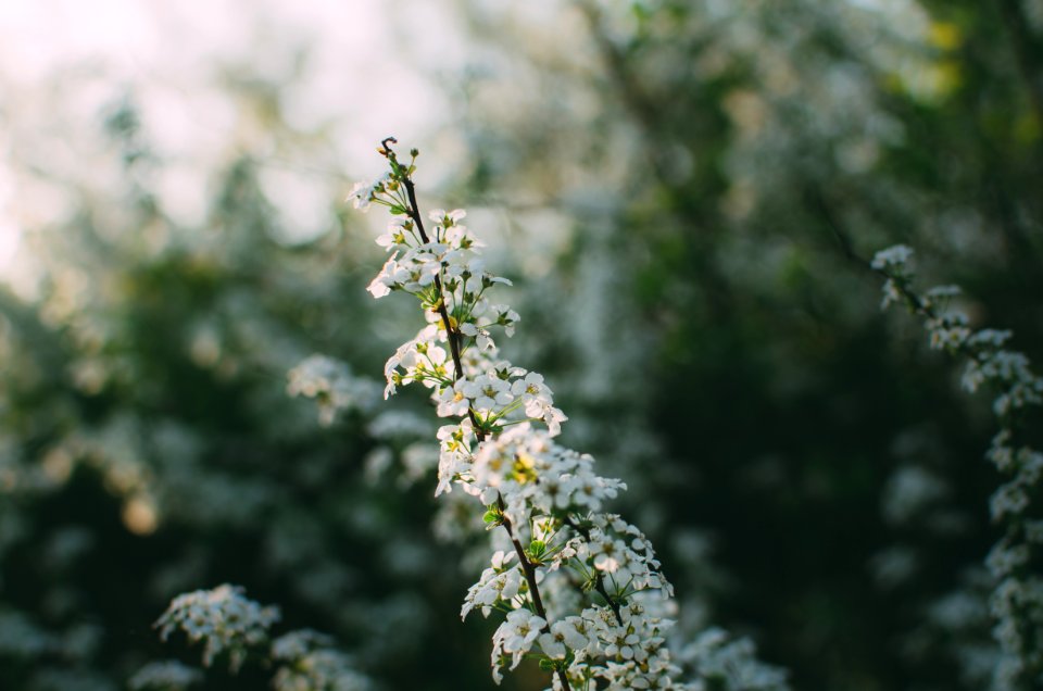 white flower plant