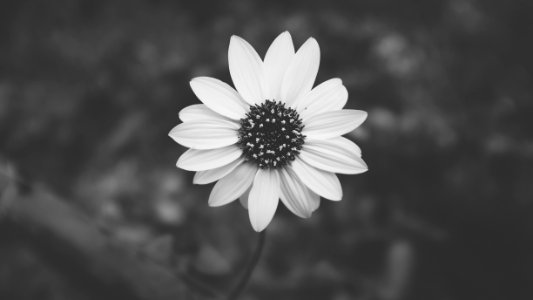 grayscale photography of flower photo