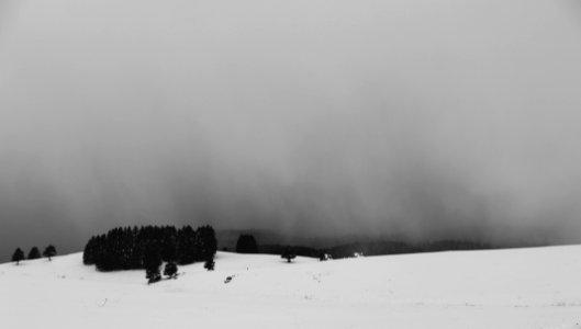 green leafed trees on snow-covered land