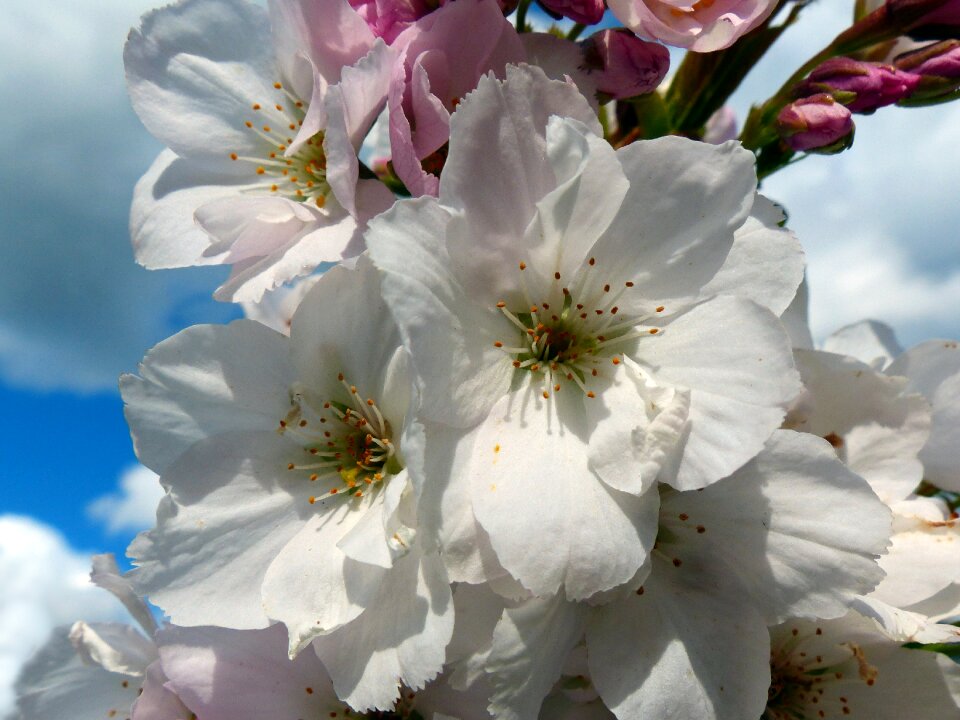 Bloom ornamental cherry japanese flowering cherry