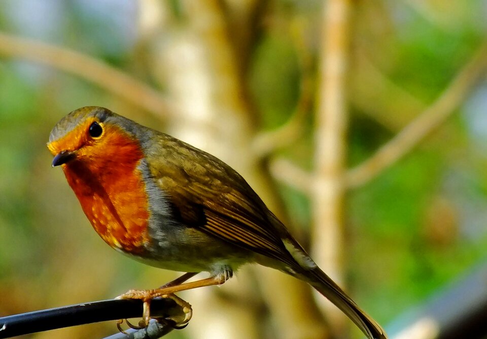 Songbird red nature