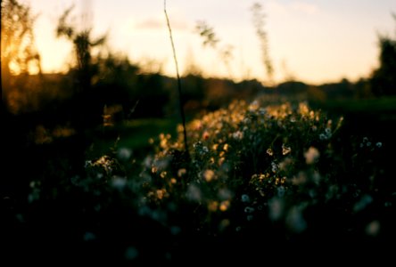 selective focus photography of water dew photo