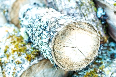 closeup photo of brown firewood photo