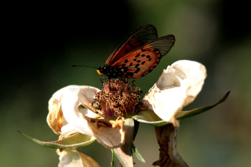 Cape town, South africa, The companys garden