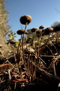 Western cape, South africa, Grow