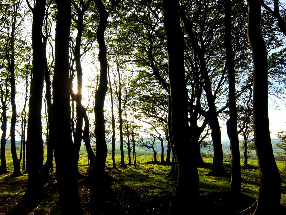 forest under white sky during daytime