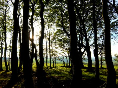 forest under white sky during daytime photo