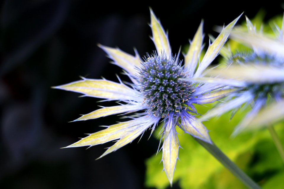 Plant, Flower, Detail