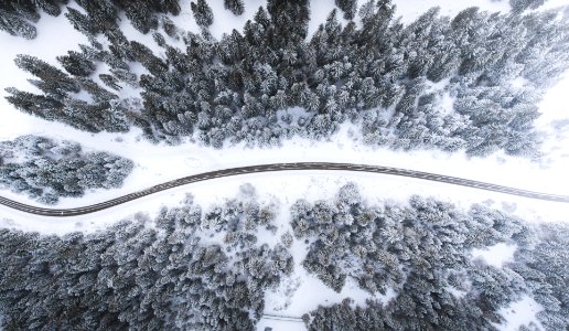 aerial view of road surrounded by trees photo