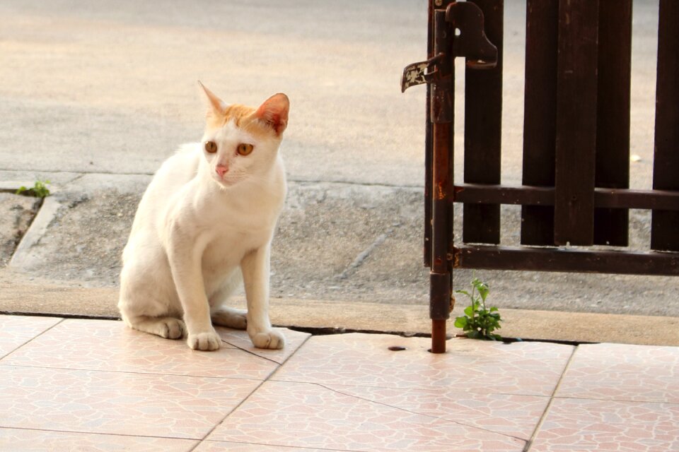 Cat looking sit down white cat