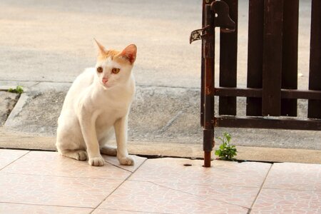 Cat looking sit down white cat