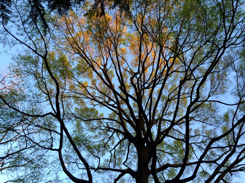 Forest, Leaves, Sky