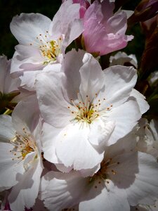 Bloom ornamental cherry japanese flowering cherry photo