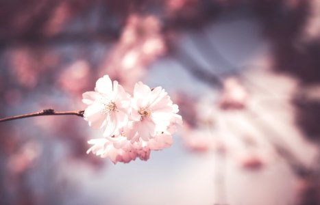 selective focus photography of pink cherry blossom flower photo