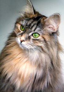 focus photography of long-fur brown cat photo