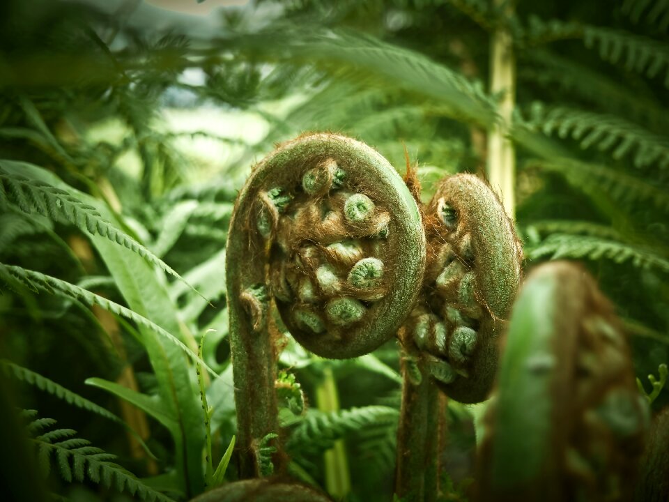Flora green botanical garden