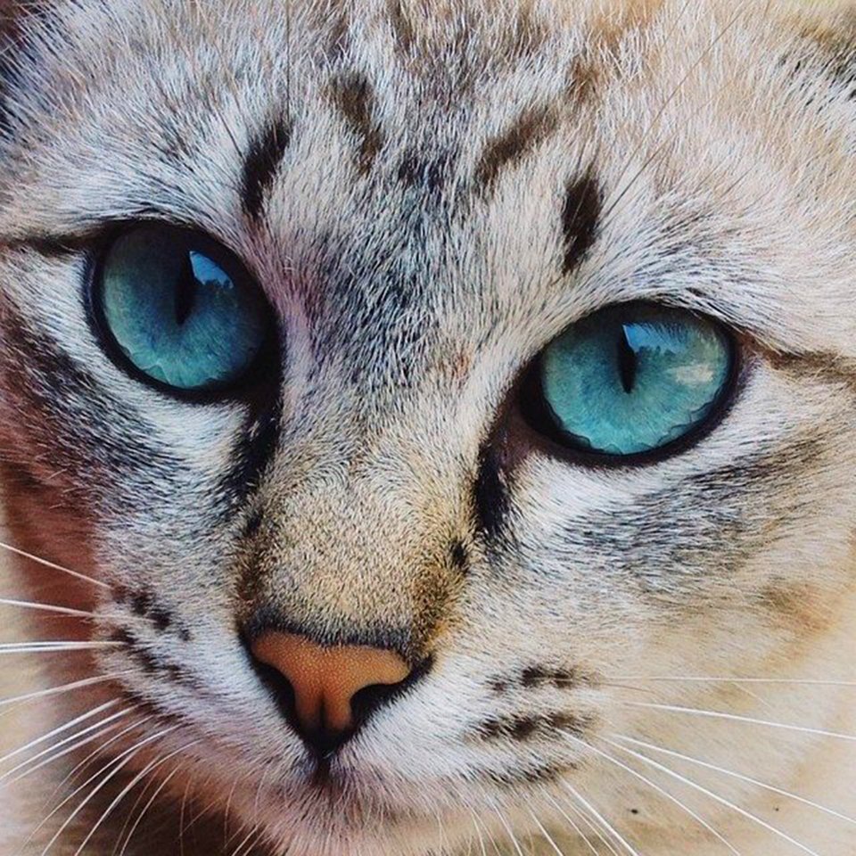 Thail, Eye, Cat