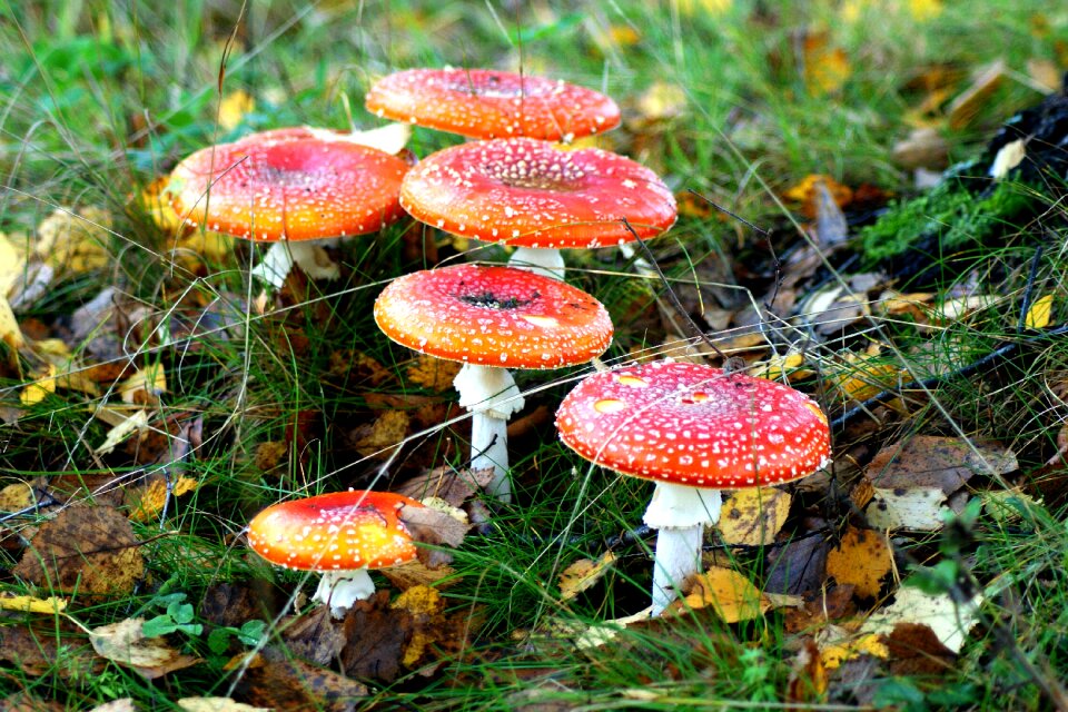 Fly agarics forest grass