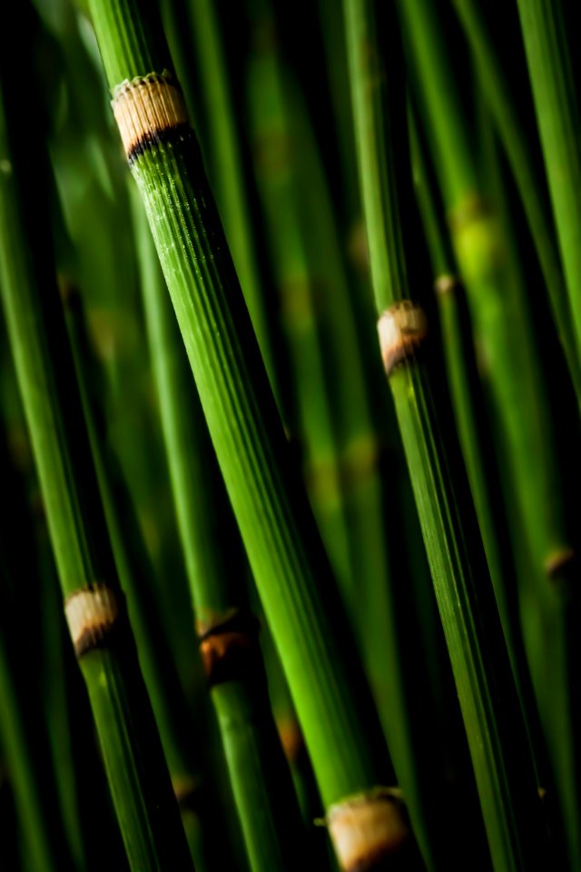 macro photography of bamboo branch