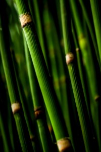macro photography of bamboo branch photo