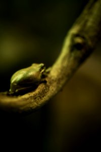 Australia, Camouflage, Frog photo