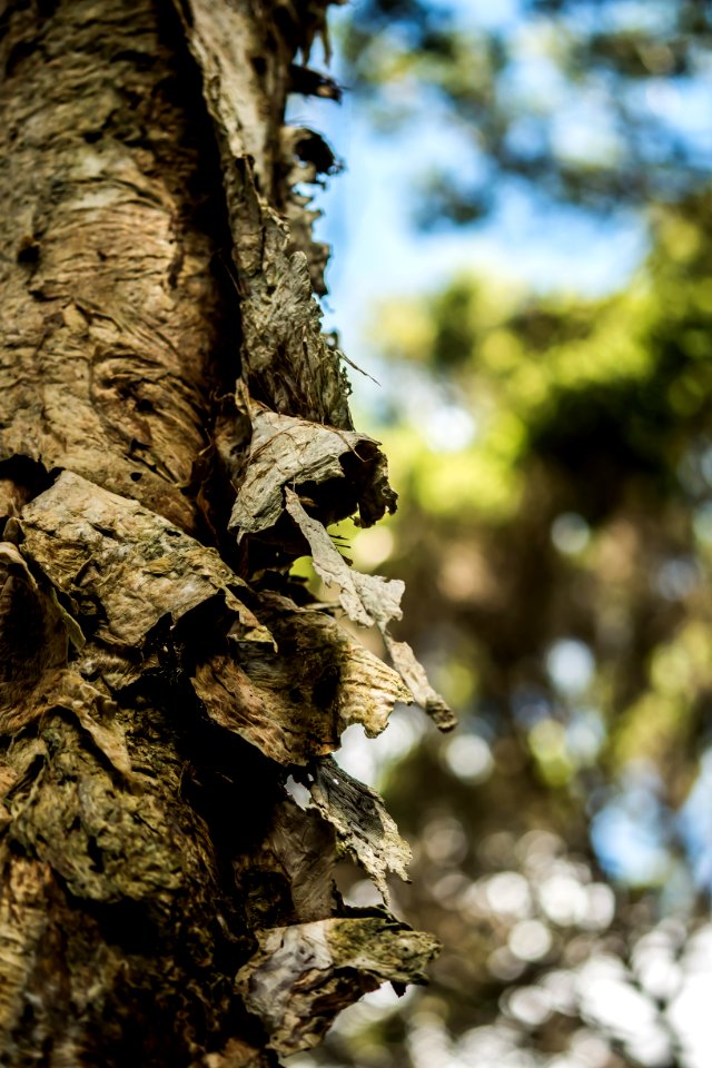 Wood, Dry, Tree