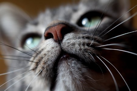 silver tabby cat closeup photo photo