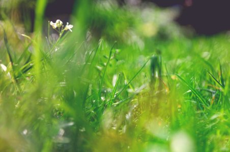 Pol, Macro, Garden