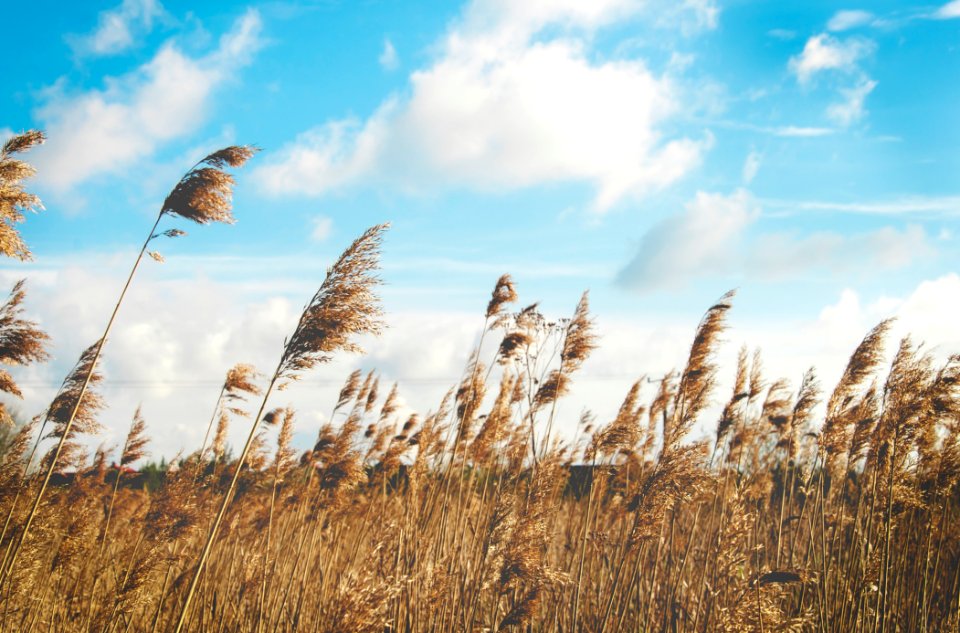 wheat field under clear blue sky