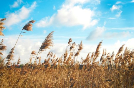 wheat field under clear blue sky photo