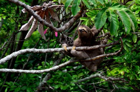 brown sloth climbs tree photo
