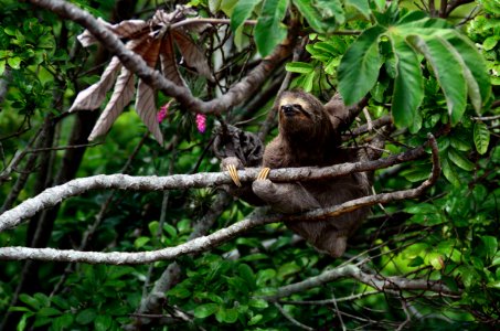 brown sloth climbs tree