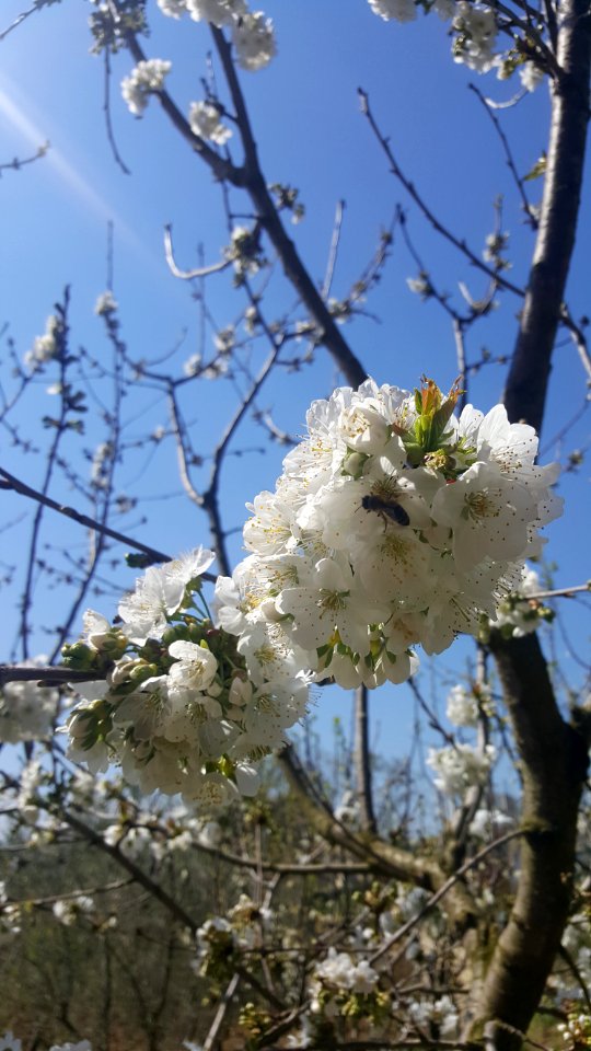 Tirana, Albania, Bee