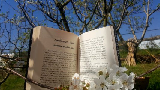 Tirana, Albania, Flowers