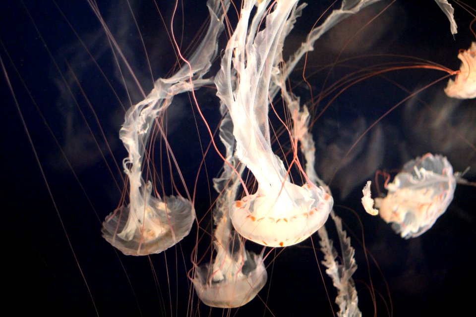 closeup photo of jellyfish