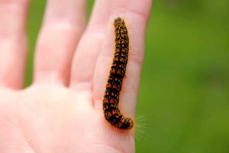 black and orange caterpillar on person's hand photo