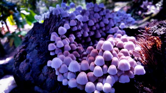 Hongos, Bosque, Nature