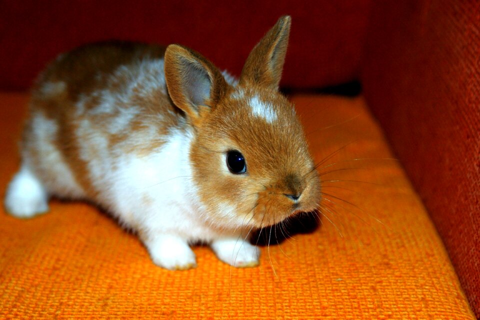 Decorative home animal