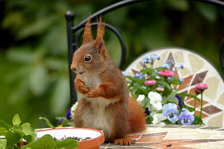 Sciurus vulgaris major foraging garden