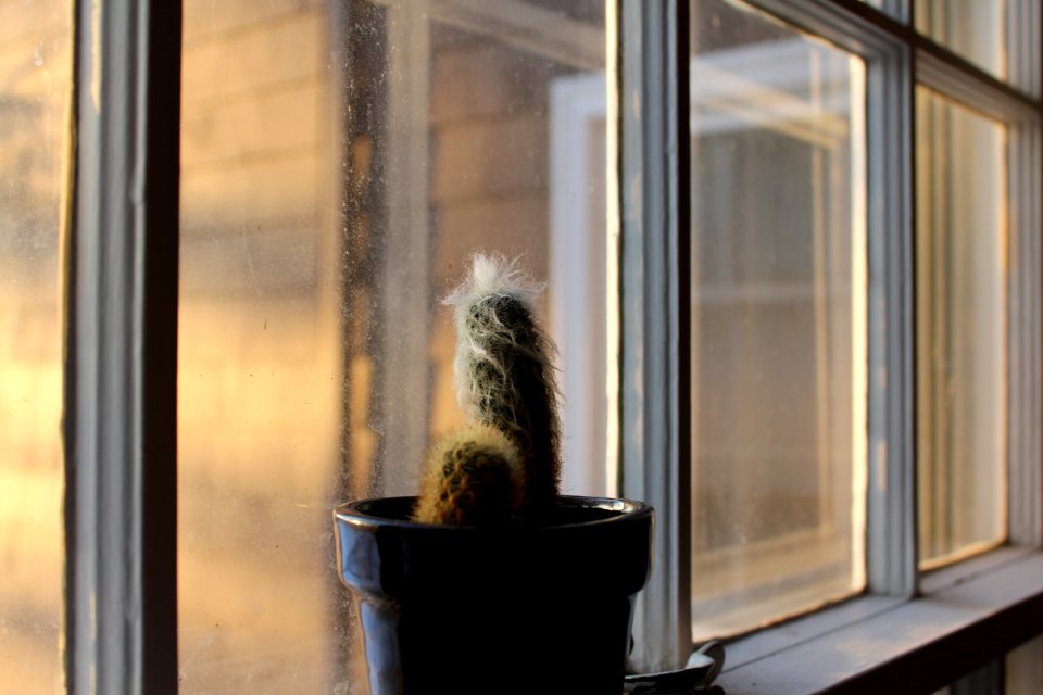 Owings mills, United states, Cactus