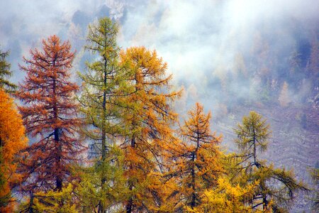 Yellow tree trees photo