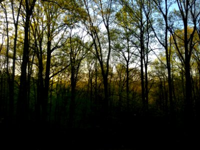 Forest, Trees