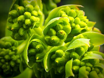 Plant aeonium green