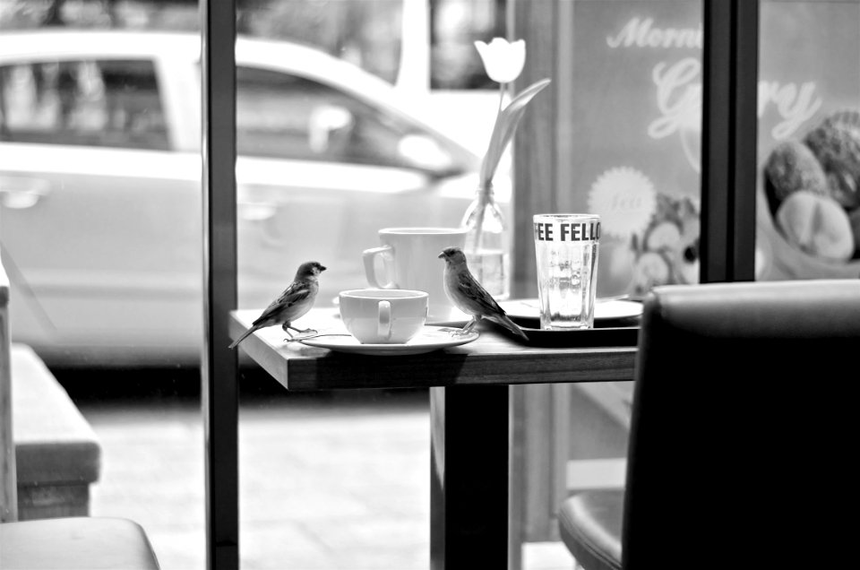 Berlin, Germany, Birds