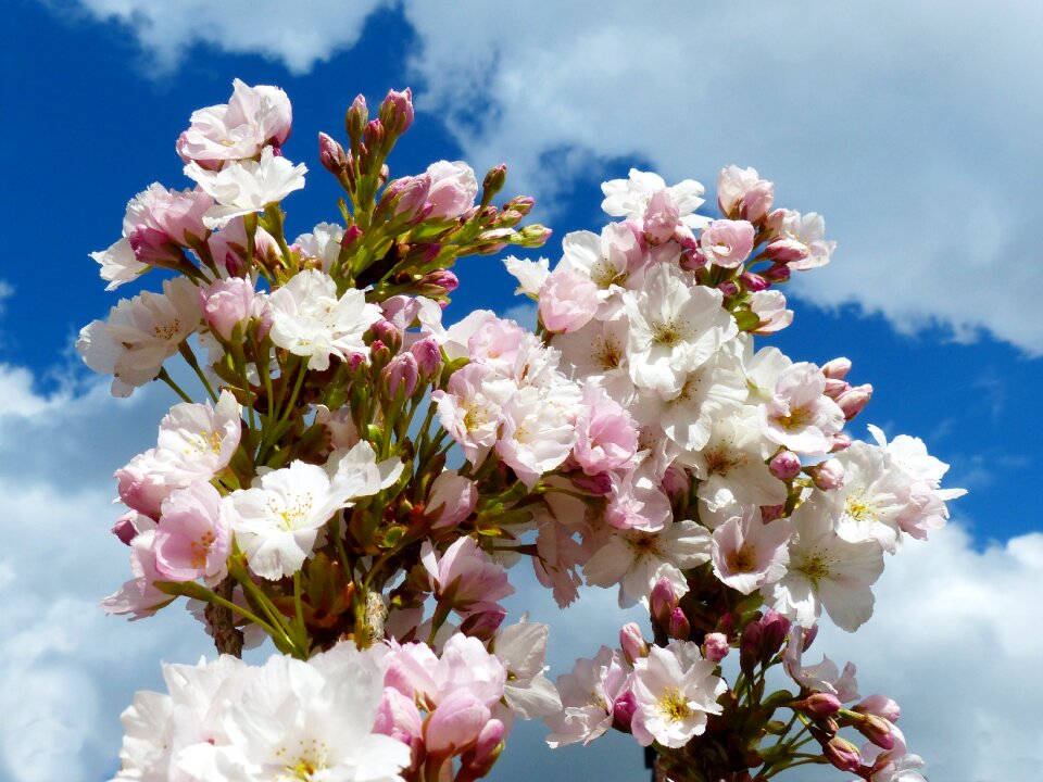 Blossom bloom ornamental cherry