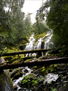 Willamette national forest, Springfield, United states
